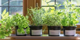 How to Grow Herbs Indoors